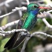 Broad-billed Hummingbird